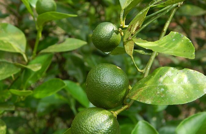 calamansi汁的5大健康益处