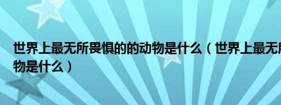 世界上最无所畏惧的的动物是什么（世界上最无所畏惧的动物是什么）