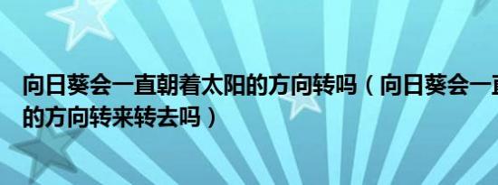 向日葵会一直朝着太阳的方向转吗（向日葵会一直跟着太阳的方向转来转去吗）