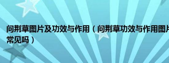 问荆草图片及功效与作用（问荆草功效与作用图片,农村里面常见吗）