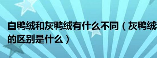 白鸭绒和灰鸭绒有什么不同（灰鸭绒和白鸭绒的区别是什么）