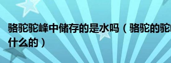 骆驼驼峰中储存的是水吗（骆驼的驼峰是储存什么的）