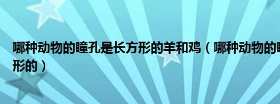 哪种动物的瞳孔是长方形的羊和鸡（哪种动物的瞳孔是长方形的）