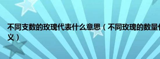 不同支数的玫瑰代表什么意思（不同玫瑰的数量代表什么含义）