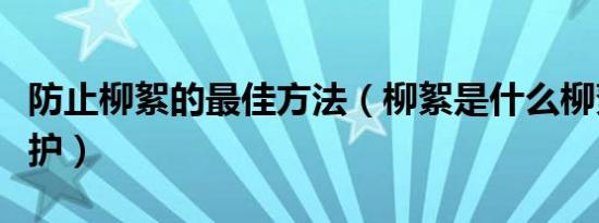 防止柳絮的最佳方法（柳絮是什么柳絮怎么防护）