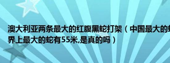 澳大利亚两条最大的红腹黑蛇打架（中国最大的蛇有多大世界上最大的蛇有55米,是真的吗）