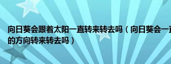 向日葵会跟着太阳一直转来转去吗（向日葵会一直跟着太阳的方向转来转去吗）