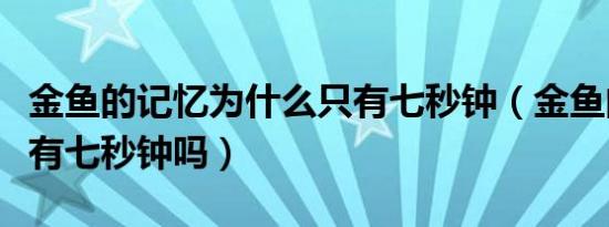 金鱼的记忆为什么只有七秒钟（金鱼的记忆只有七秒钟吗）