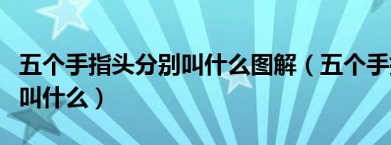 五个手指头分别叫什么图解（五个手指头分别叫什么）