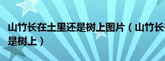 山竹长在土里还是树上图片（山竹长在土里还是树上）