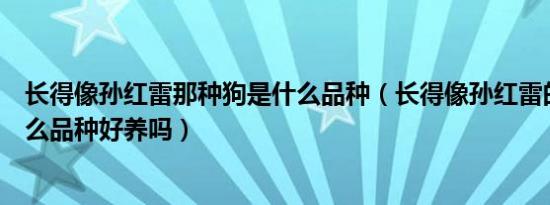 长得像孙红雷那种狗是什么品种（长得像孙红雷的狗狗是什么品种好养吗）