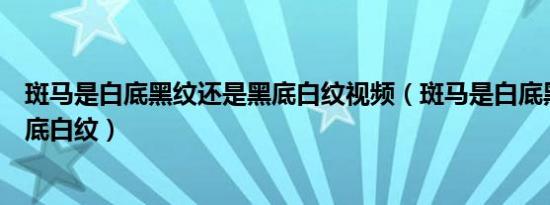 斑马是白底黑纹还是黑底白纹视频（斑马是白底黑纹还是黑底白纹）