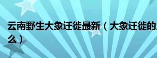 云南野生大象迁徙最新（大象迁徙的原因是什么）