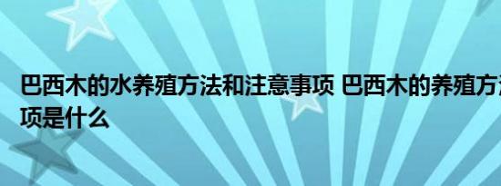 巴西木的水养殖方法和注意事项 巴西木的养殖方法和注意事项是什么 