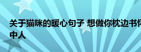 关于猫咪的暖心句子 想做你枕边书怀中猫意中人