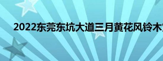 2022东莞东坑大道三月黄花风铃木赏花