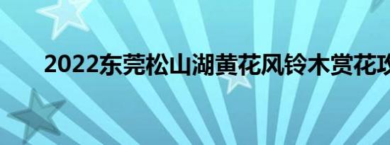 2022东莞松山湖黄花风铃木赏花攻略