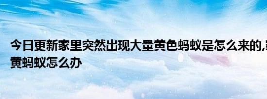 今日更新家里突然出现大量黄色蚂蚁是怎么来的,家里老是有黄蚂蚁怎么办