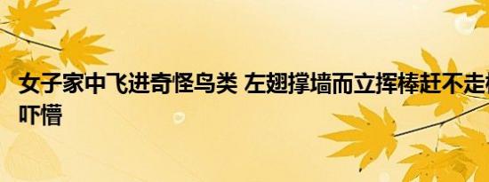 女子家中飞进奇怪鸟类 左翅撑墙而立挥棒赶不走核实品种后吓懵