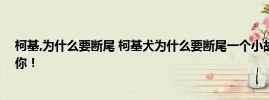 柯基,为什么要断尾 柯基犬为什么要断尾一个小故事来告诉你！ 