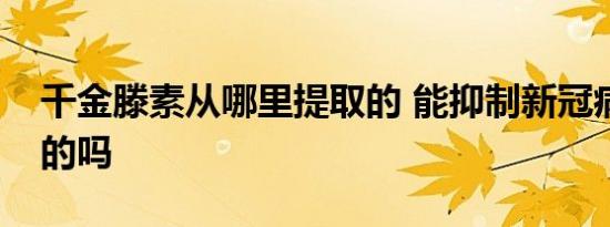 千金滕素从哪里提取的 能抑制新冠病毒是真的吗