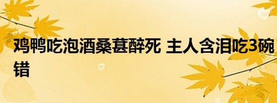 鸡鸭吃泡酒桑葚醉死 主人含泪吃3碗：口感不错