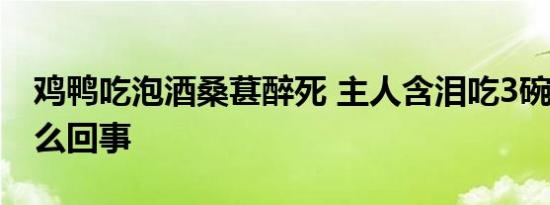 鸡鸭吃泡酒桑葚醉死 主人含泪吃3碗  具体怎么回事