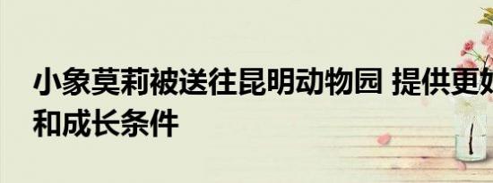 小象莫莉被送往昆明动物园 提供更好的生活和成长条件