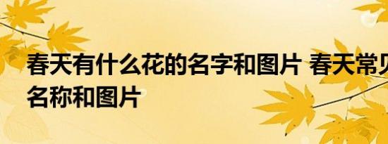 春天有什么花的名字和图片 春天常见的花的名称和图片 