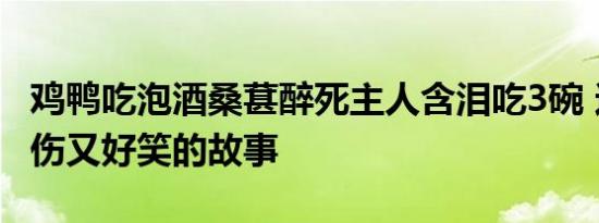 鸡鸭吃泡酒桑葚醉死主人含泪吃3碗 这是个悲伤又好笑的故事