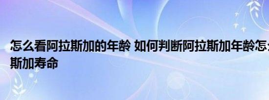 怎么看阿拉斯加的年龄 如何判断阿拉斯加年龄怎么延长阿拉斯加寿命 