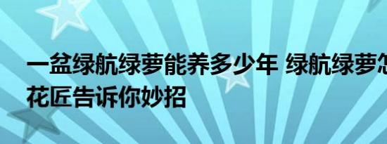 一盆绿航绿萝能养多少年 绿航绿萝怎么养老花匠告诉你妙招 