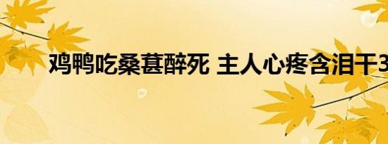 鸡鸭吃桑葚醉死 主人心疼含泪干3碗