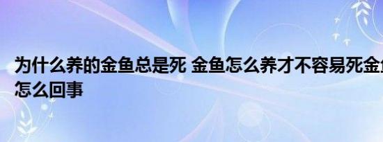 为什么养的金鱼总是死 金鱼怎么养才不容易死金鱼老是死去怎么回事 