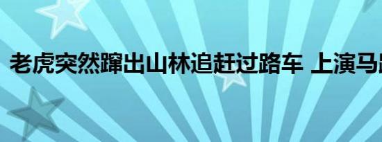 老虎突然蹿出山林追赶过路车 上演马路惊魂