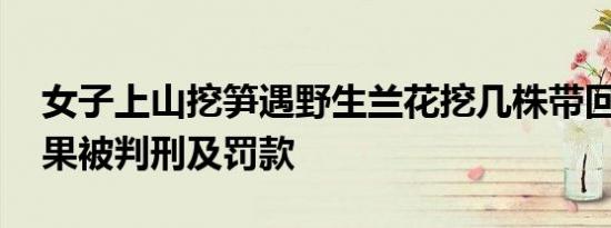 女子上山挖笋遇野生兰花挖几株带回家种 结果被判刑及罚款