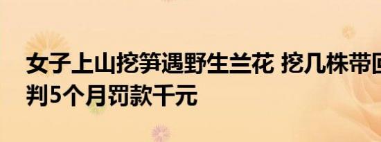 女子上山挖笋遇野生兰花 挖几株带回家种被判5个月罚款千元