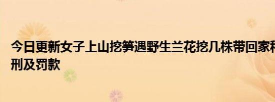 今日更新女子上山挖笋遇野生兰花挖几株带回家种 结果被判刑及罚款