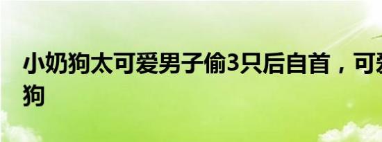 小奶狗太可爱男子偷3只后自首，可爱的小奶狗