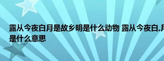 露从今夜白月是故乡明是什么动物 露从今夜白,月是故乡明是什么意思 