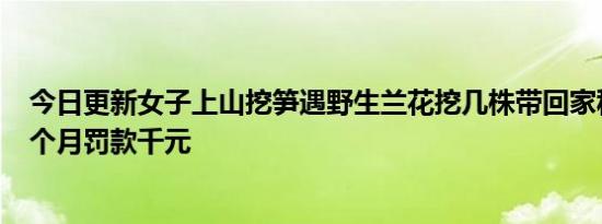 今日更新女子上山挖笋遇野生兰花挖几株带回家种 被判刑5个月罚款千元