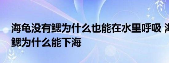 海龟没有鳃为什么也能在水里呼吸 海龟没有鳃为什么能下海 