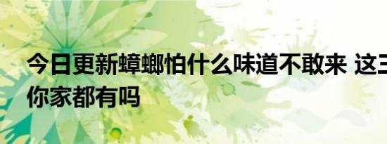 今日更新蟑螂怕什么味道不敢来 这三种物品你家都有吗