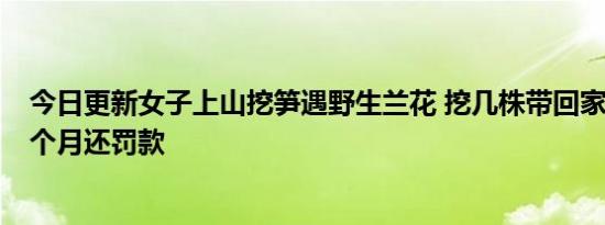 今日更新女子上山挖笋遇野生兰花 挖几株带回家种被判刑5个月还罚款