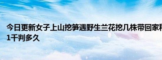 今日更新女子上山挖笋遇野生兰花挖几株带回家种被拘 罚款1千判多久