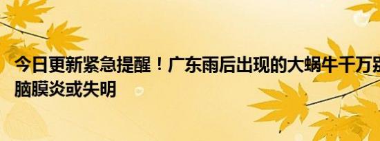 今日更新紧急提醒！广东雨后出现的大蜗牛千万别碰 会导致脑膜炎或失明