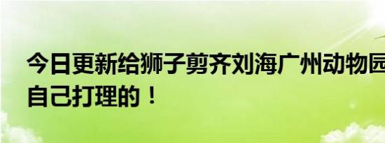 今日更新给狮子剪齐刘海广州动物园回应 它自己打理的！