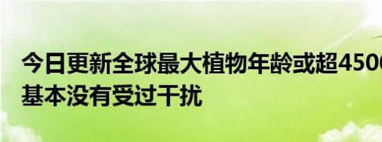 今日更新全球最大植物年龄或超4500岁 生长基本没有受过干扰