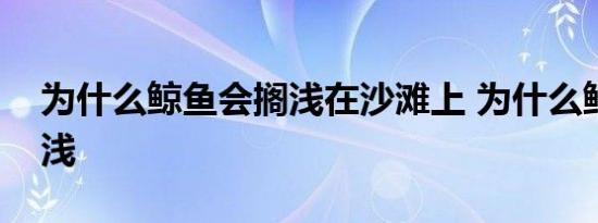 为什么鲸鱼会搁浅在沙滩上 为什么鲸鱼会搁浅 