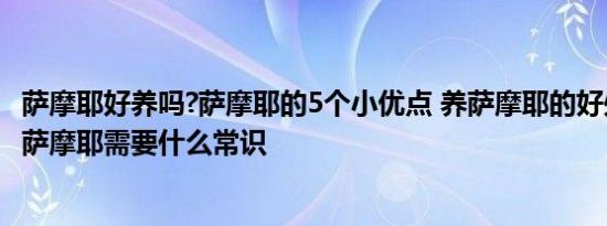 萨摩耶好养吗?萨摩耶的5个小优点 养萨摩耶的好处和坏处养萨摩耶需要什么常识 